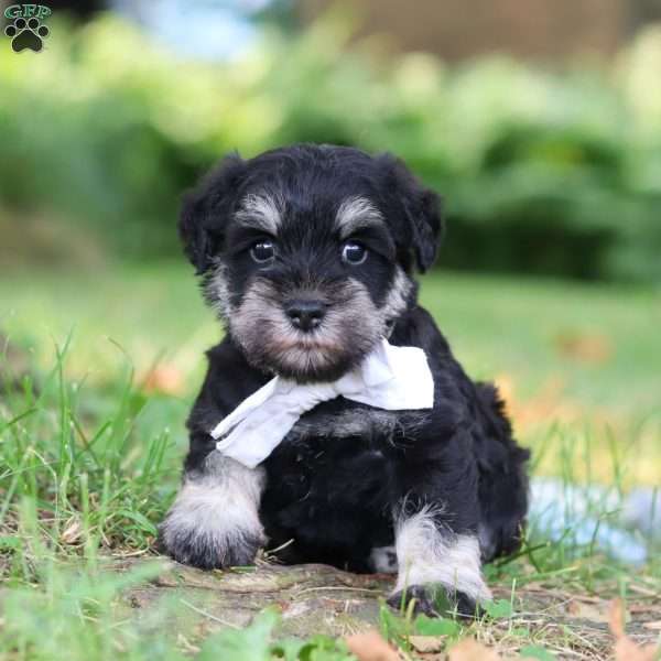 Benji, Miniature Schnauzer Puppy